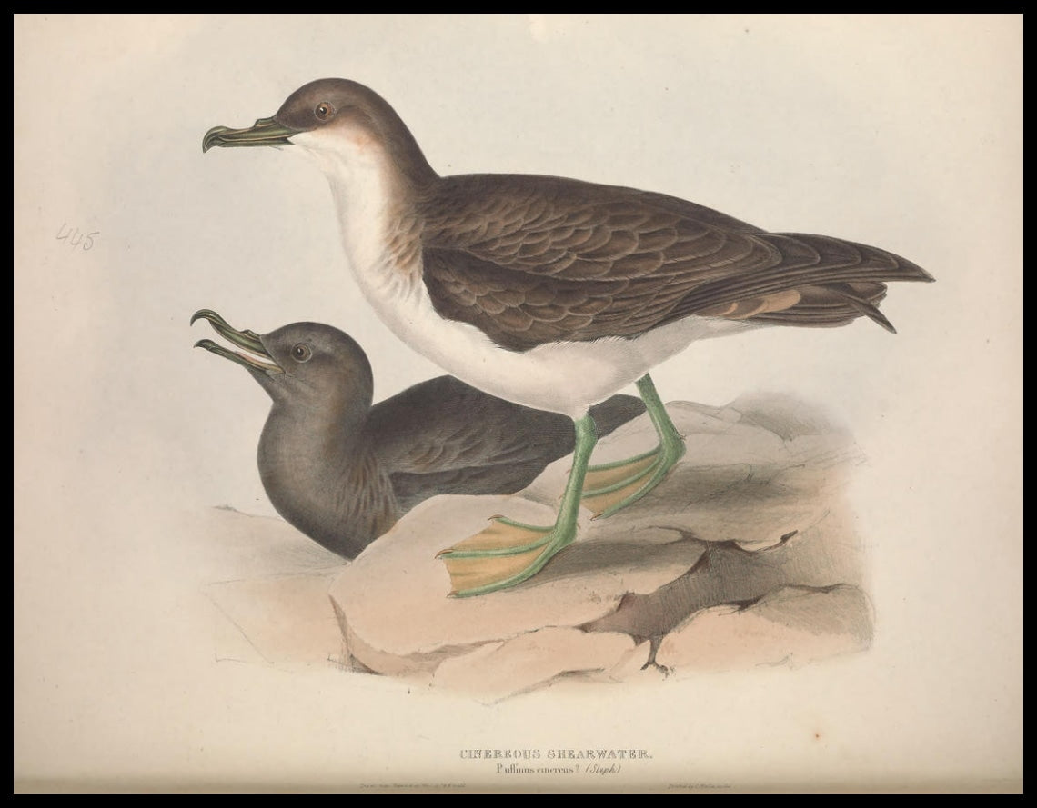 Poster Puffinus Cinereus