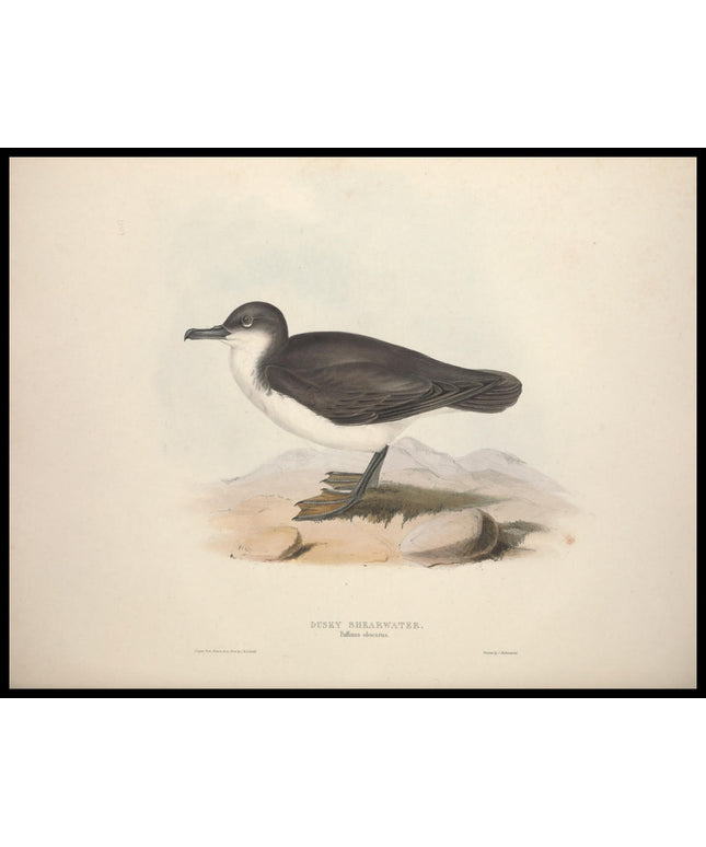 Puffinus Obscurus Poster