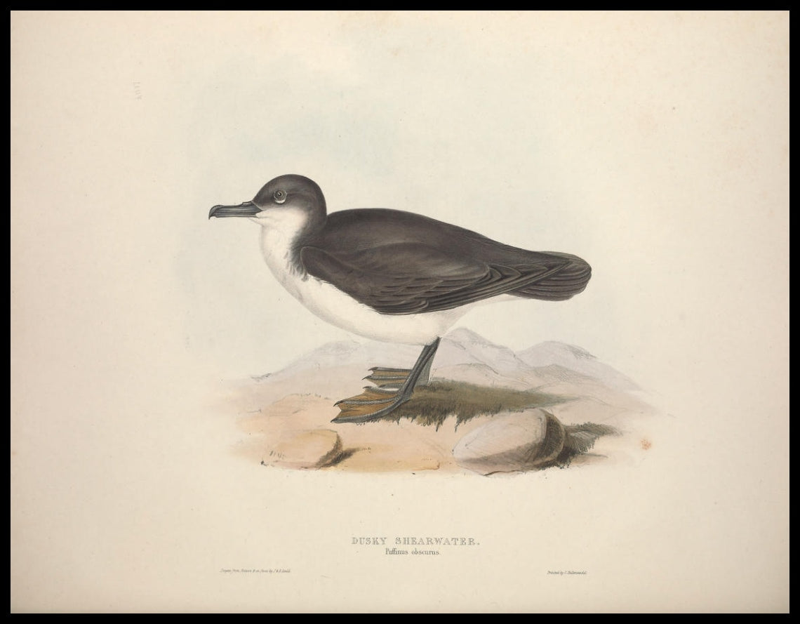Poster Puffinus Obscurus