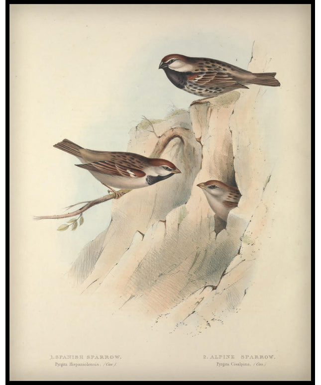 Pyrgita Hispaniolensis & Cisalpina Poster