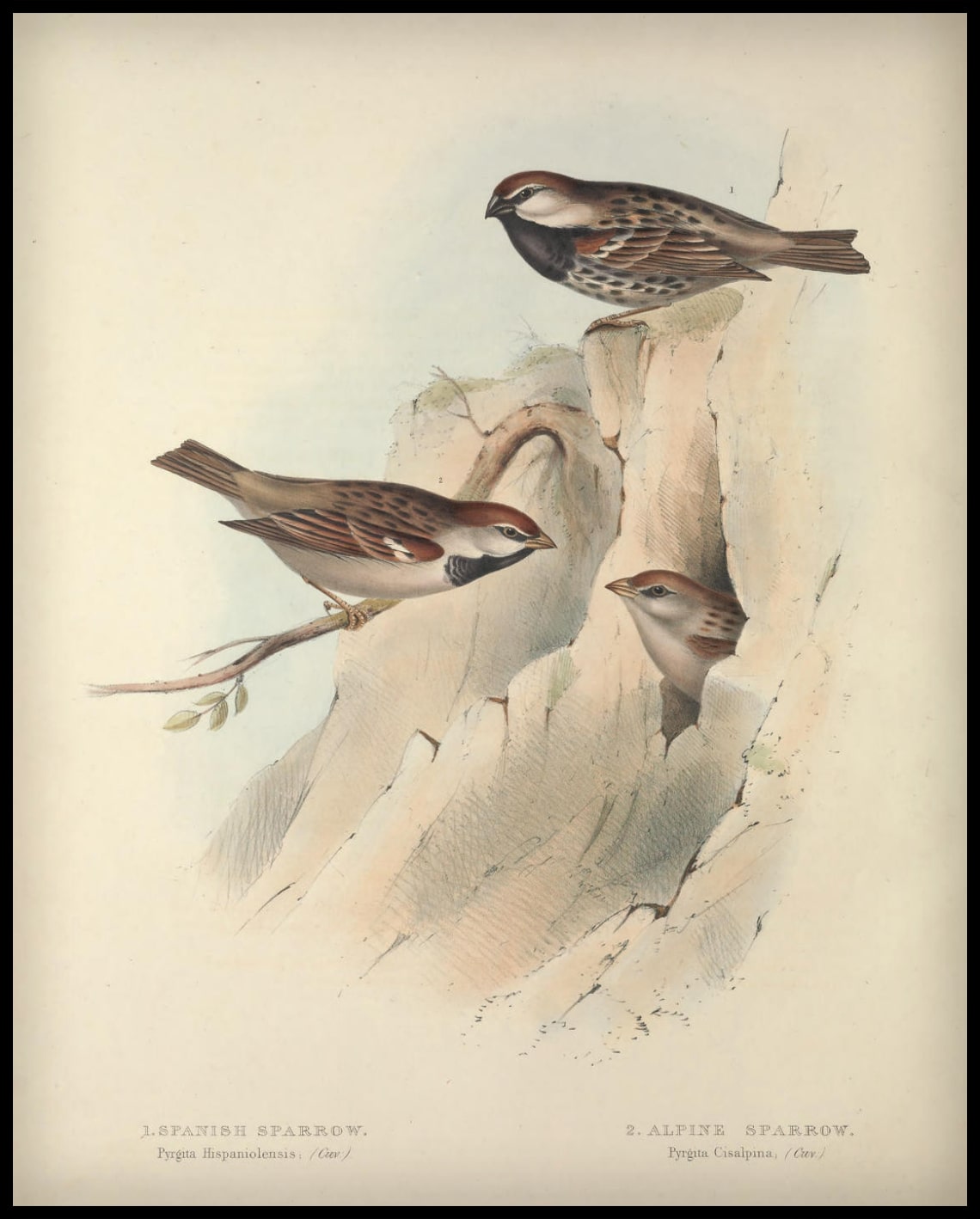 Affiche Pyrgita Hispaniolensis & Cisalpina