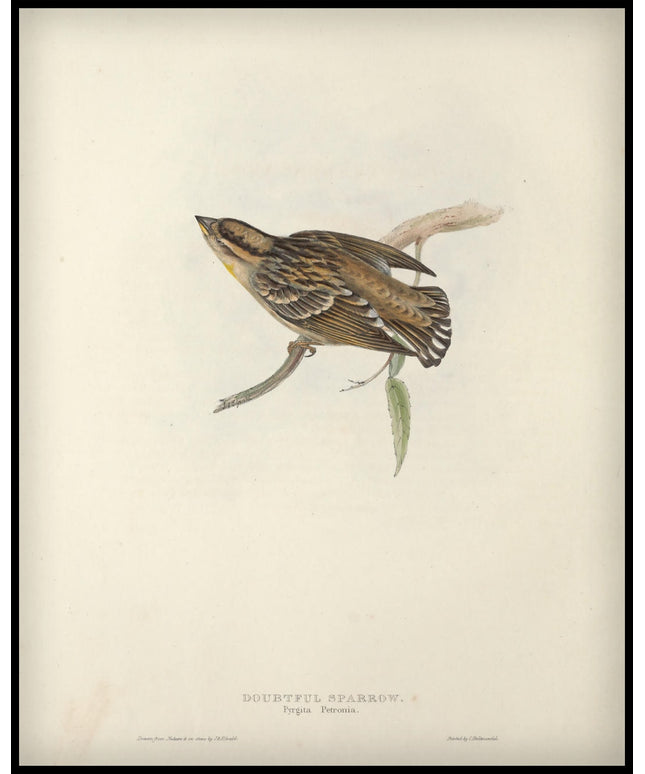 Pyrgita Petronia Poster