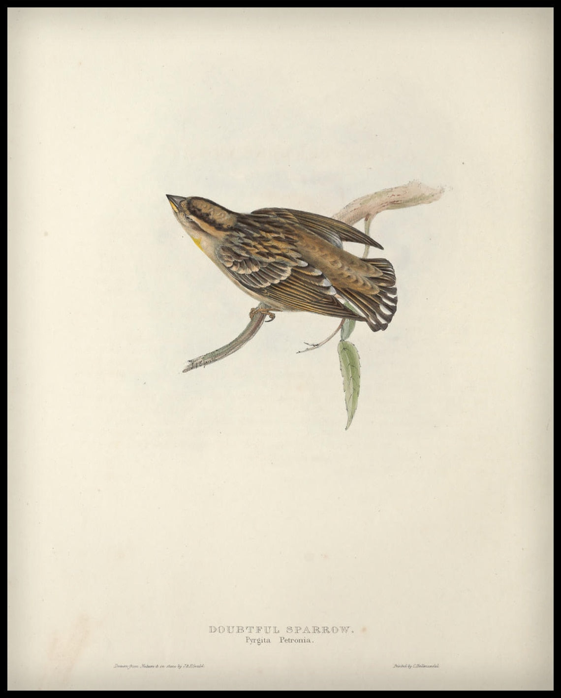 Pyrgita Petronia Poster