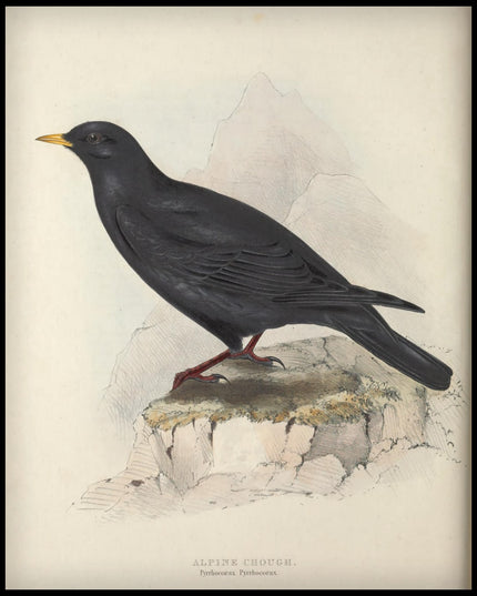 Pyrrhocorax Pyrrhocorax Poster