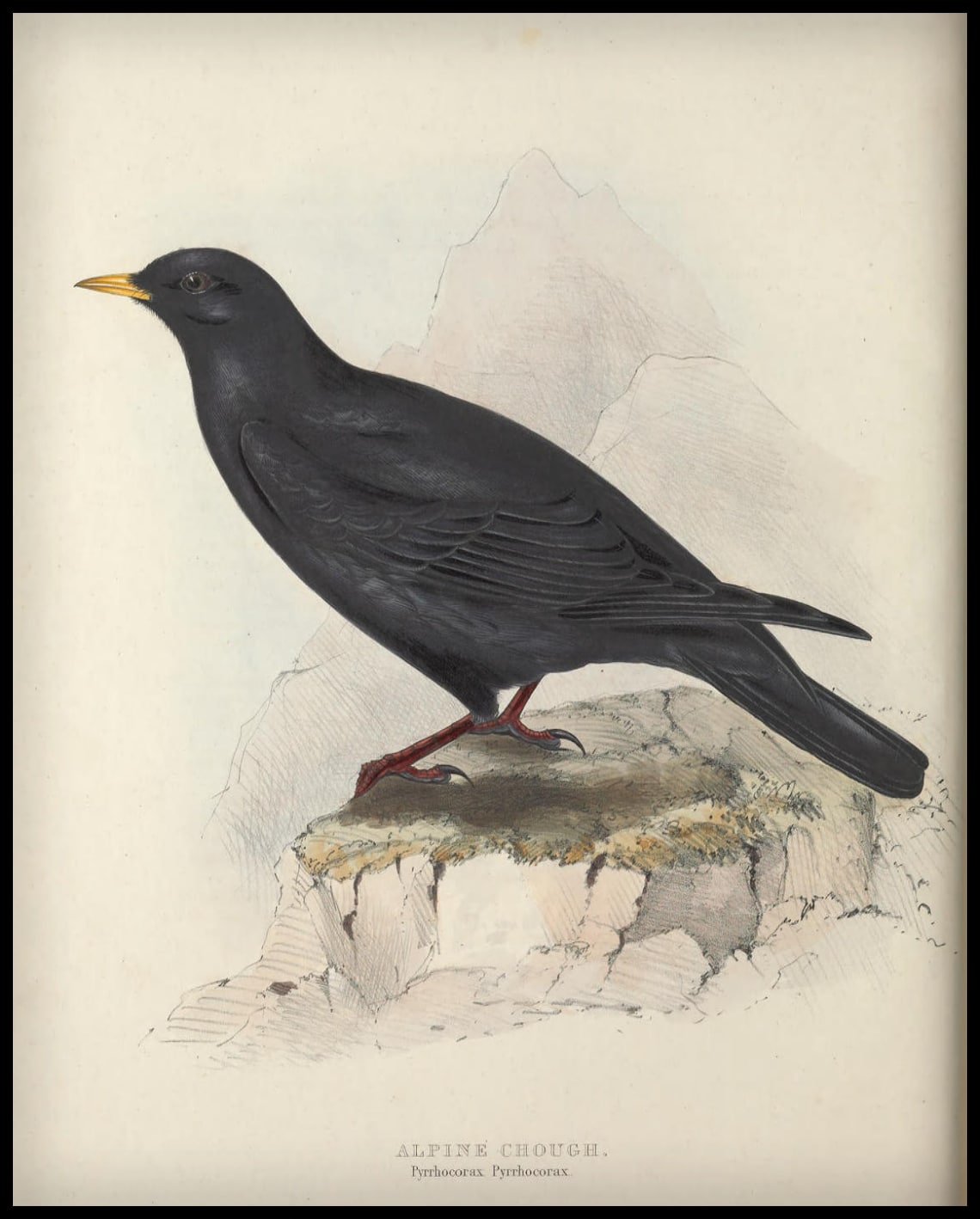 Pyrrhocorax Pyrrhocorax affiche