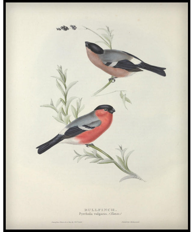 Pyrrhula Vulgaris Poster