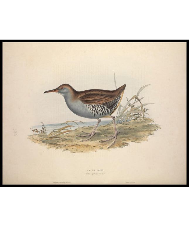 Rallus Aquaticus Poster