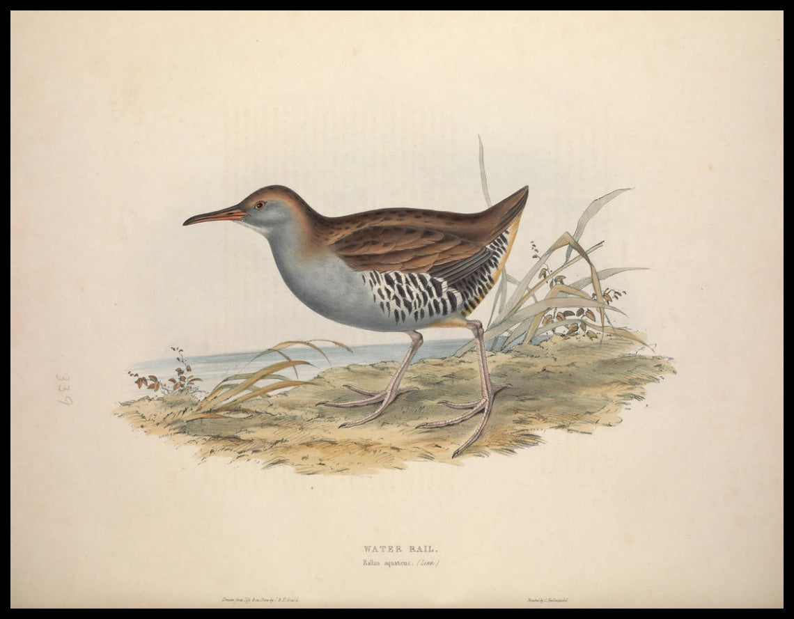 Poster Rallus Aquaticus