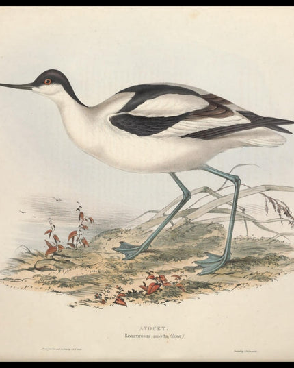 Recurvirostra Avocetta Poster