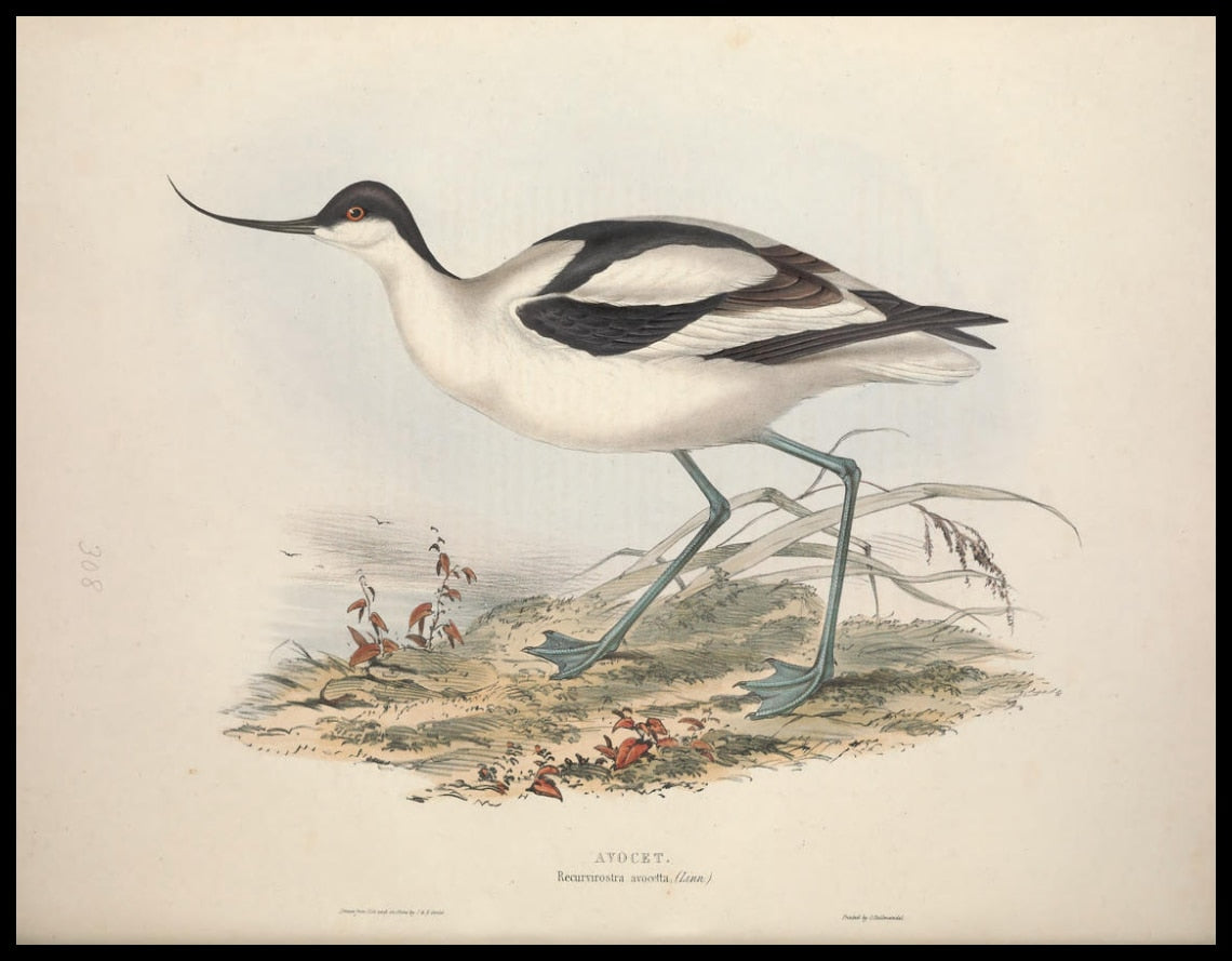 Affiche Recurvirostra Avocetta