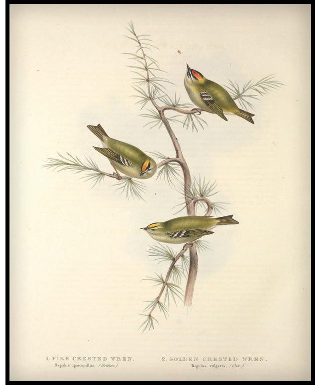 Regulus Ignicapillus & Vulgaris Poster