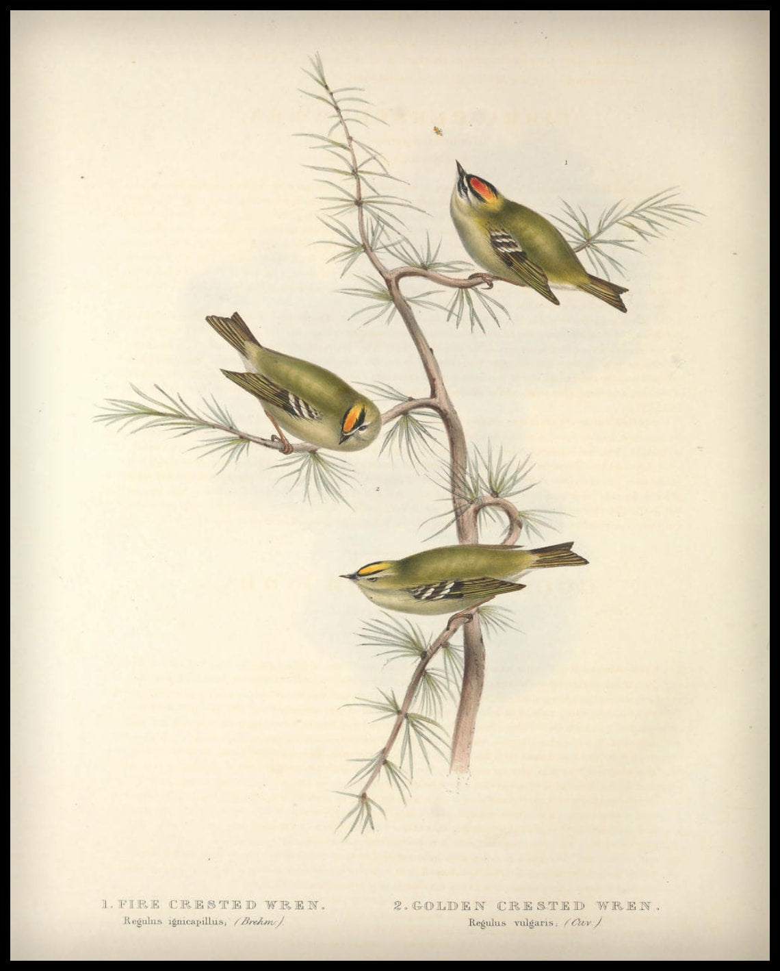 Regulus Ignicapillus & Vulgaris Poster