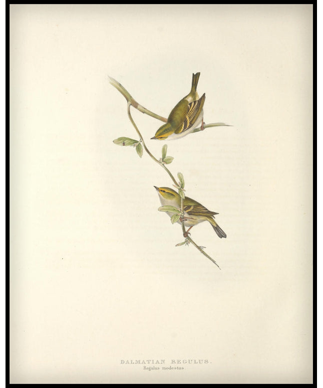 Regulus Modestus Poster