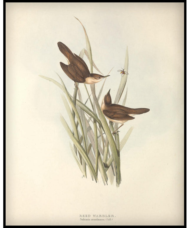 Salicaria Arundinacea Poster