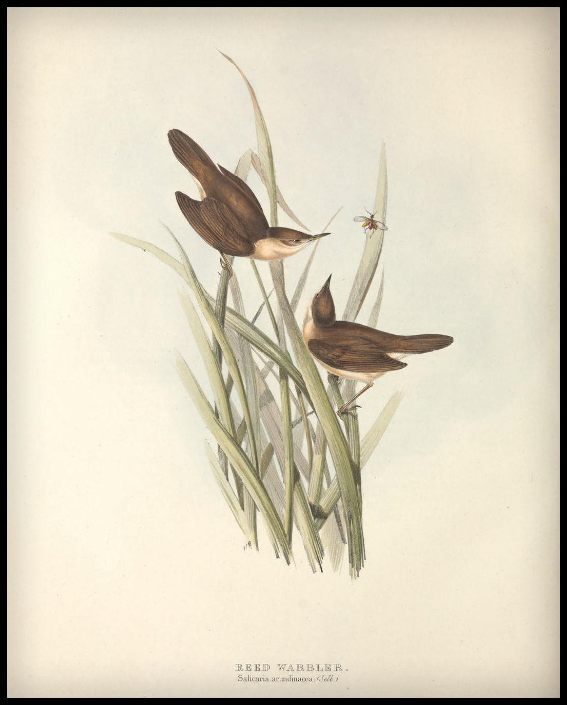 Poster Salicaria Arundinacea