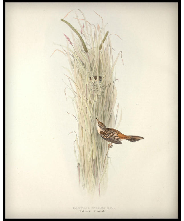 Salicaria Cisticola Poster