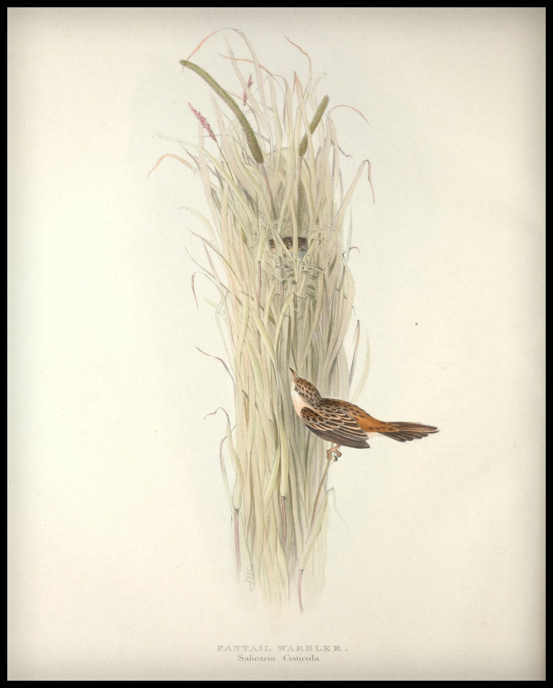 Poster Salicaria Cisticola