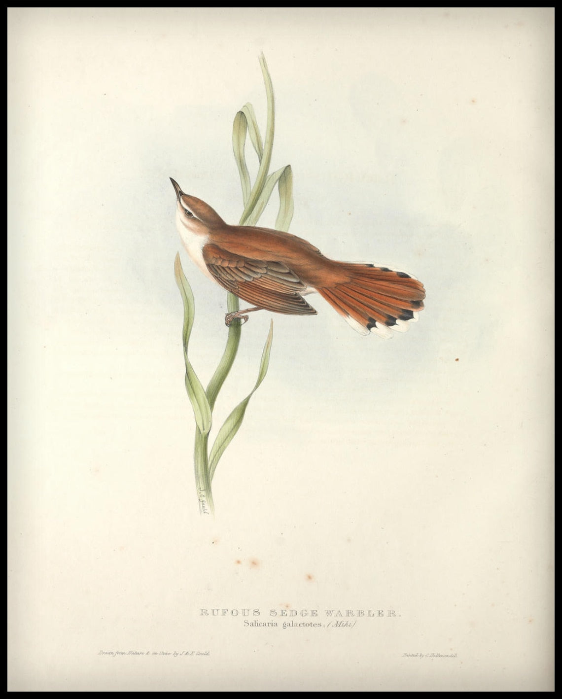 Poster Salicaria Galactotes