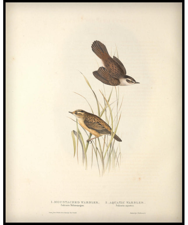 Salicaria Melanopogon & Aquatica Poster