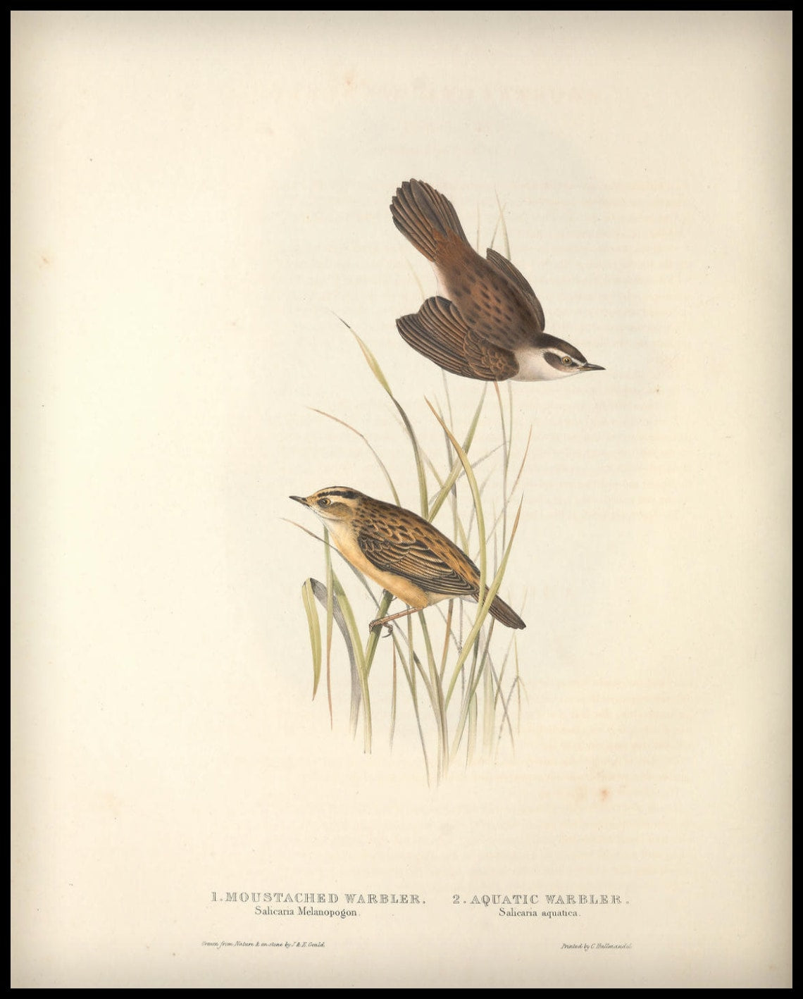 Poster Salicaria Melanopogon & Aquatica