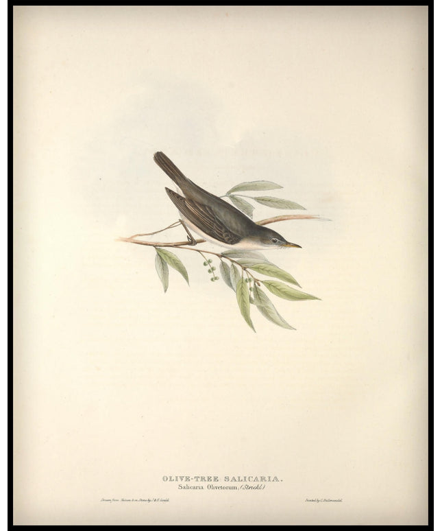 Salicaria Olivetorum Poster