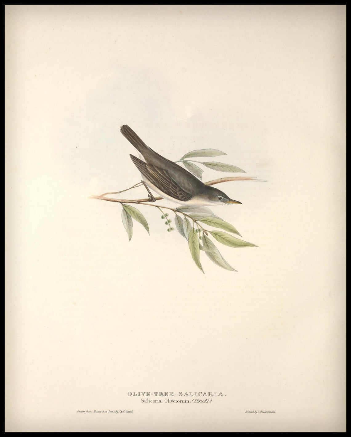 Poster Salicaria Olivetorum