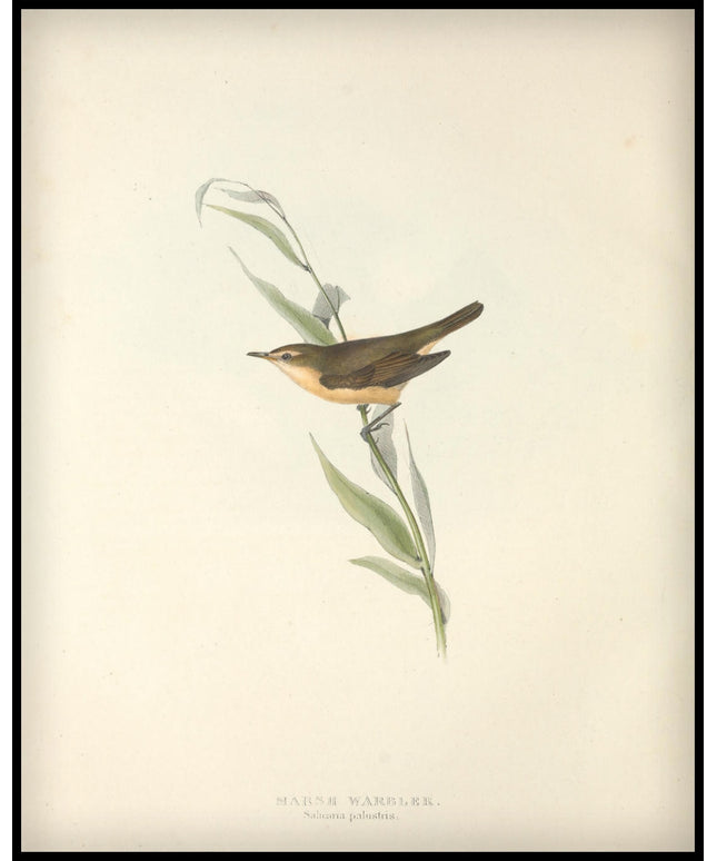 Salicaria Palustris Poster