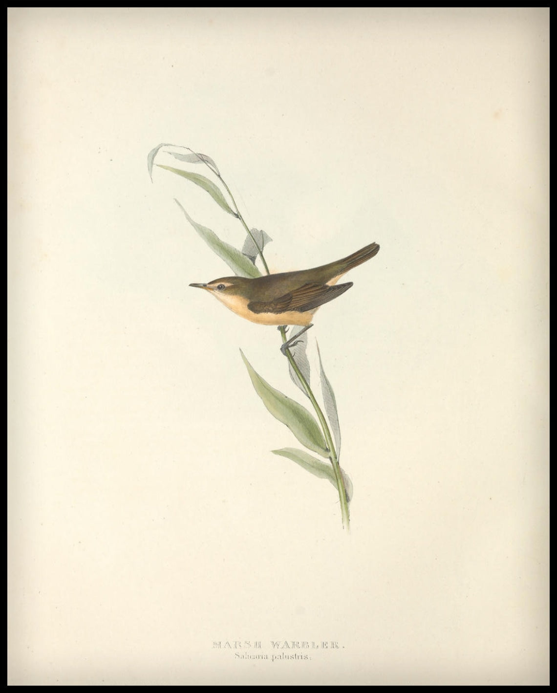 Poster Salicaria Palustris