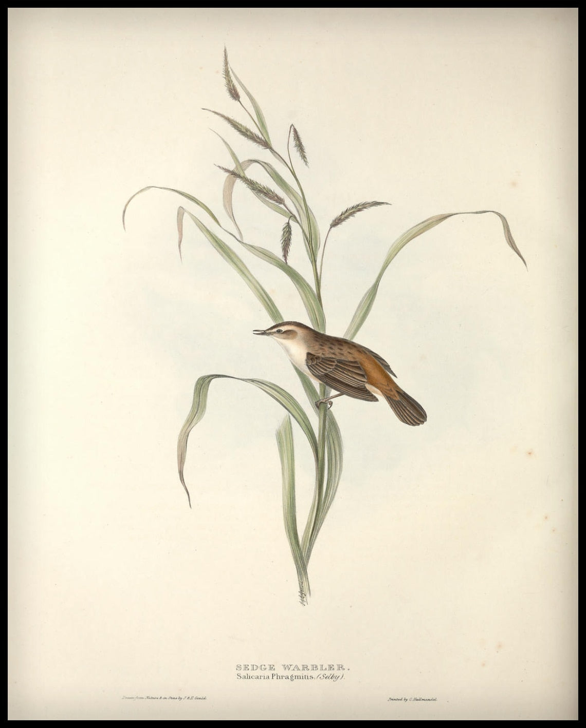 Poster Salicaria Phragmitis