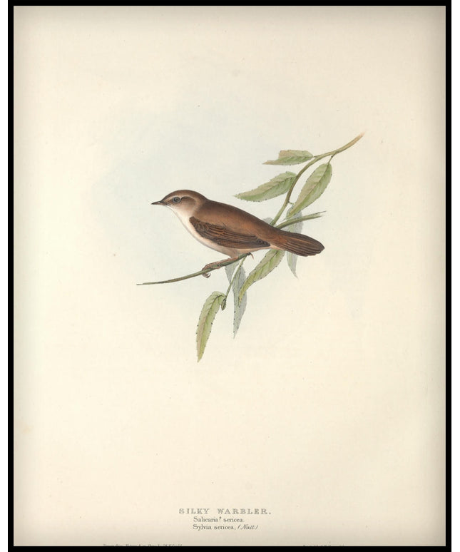 Salicaria Sericea Poster