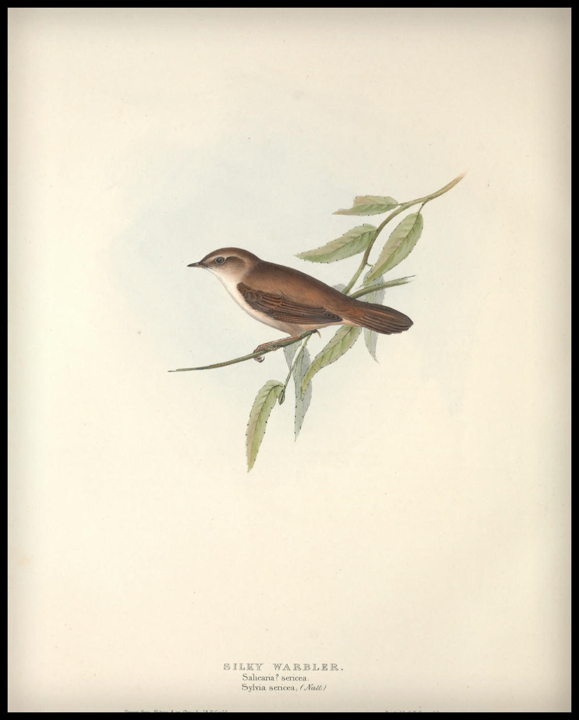 Poster Salicaria Sericea