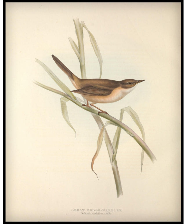 Salicaria Turdoides Poster