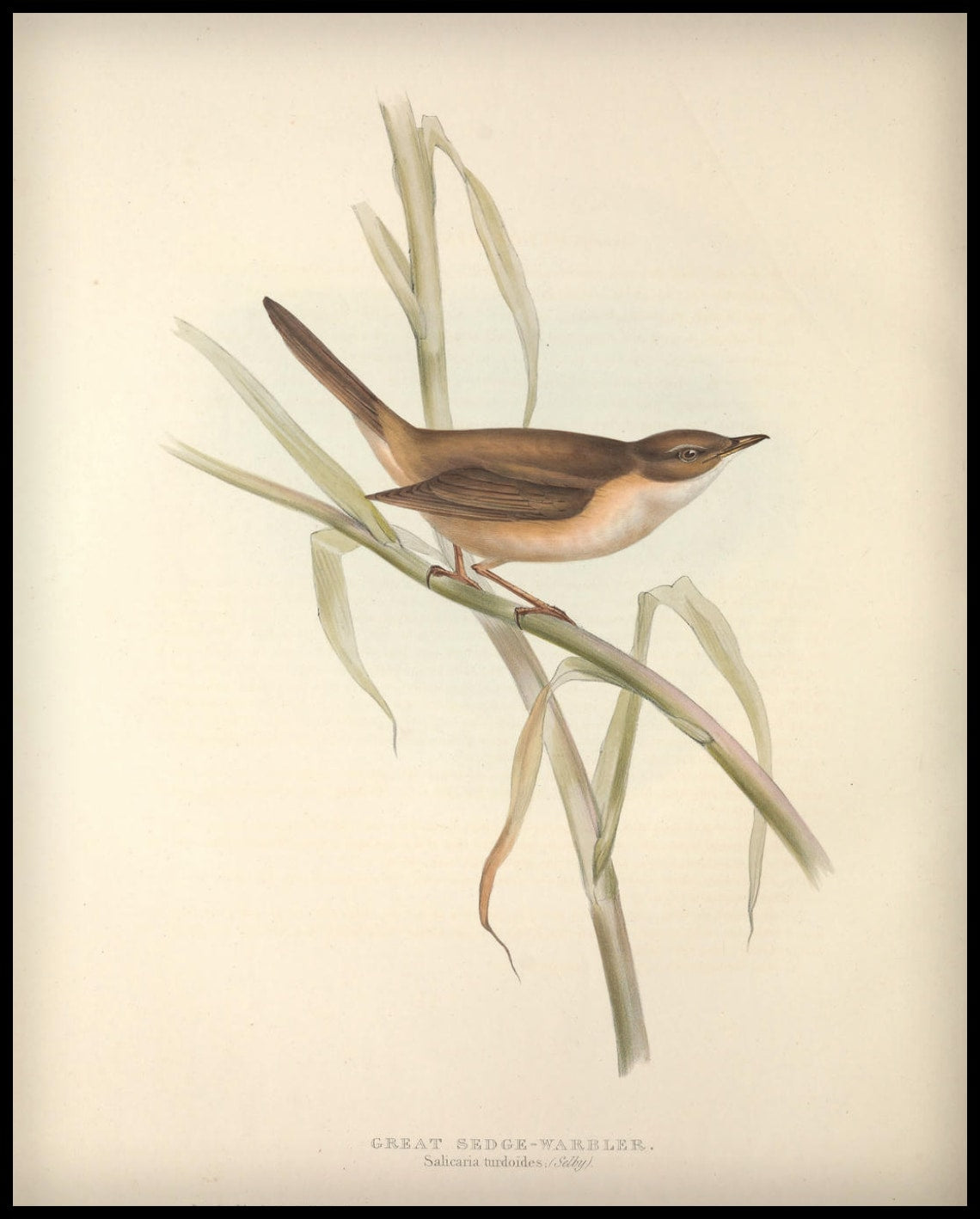Poster Salicaria Turdoides