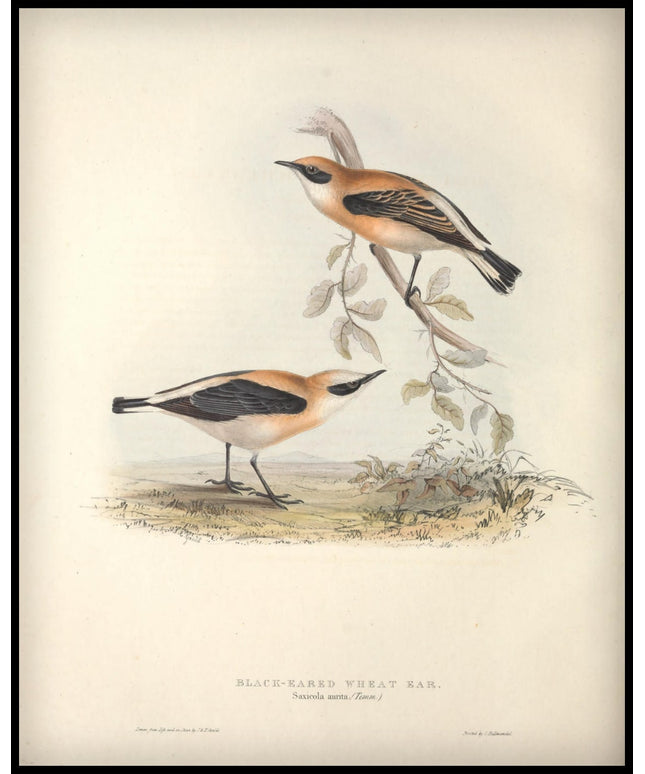 Saxicola Aurita Poster