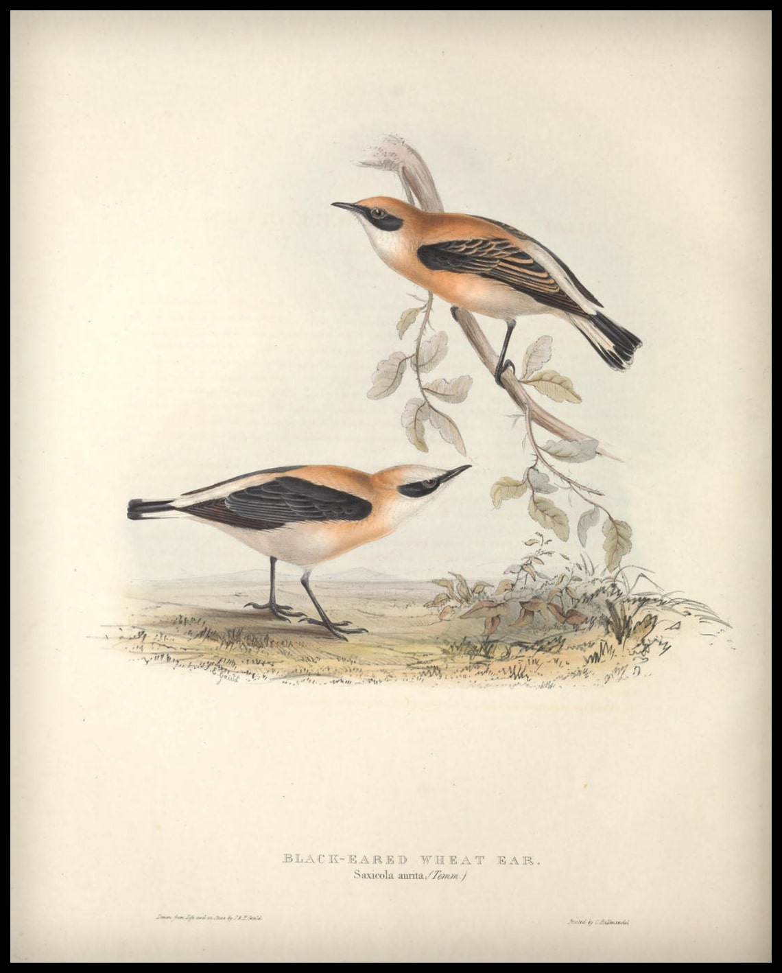 Affiche Saxicola Aurita