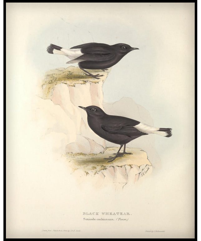 Saxicola Cachinnans Poster