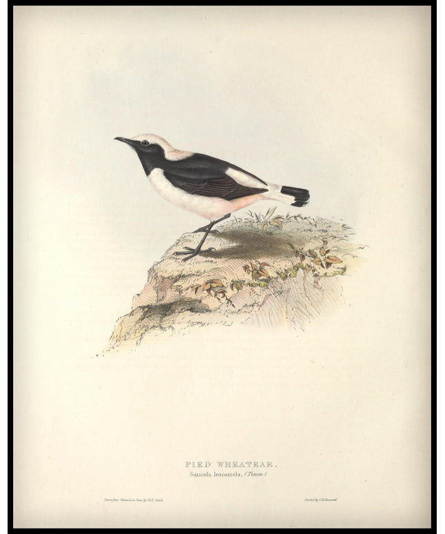 Saxicola Leucomela Poster