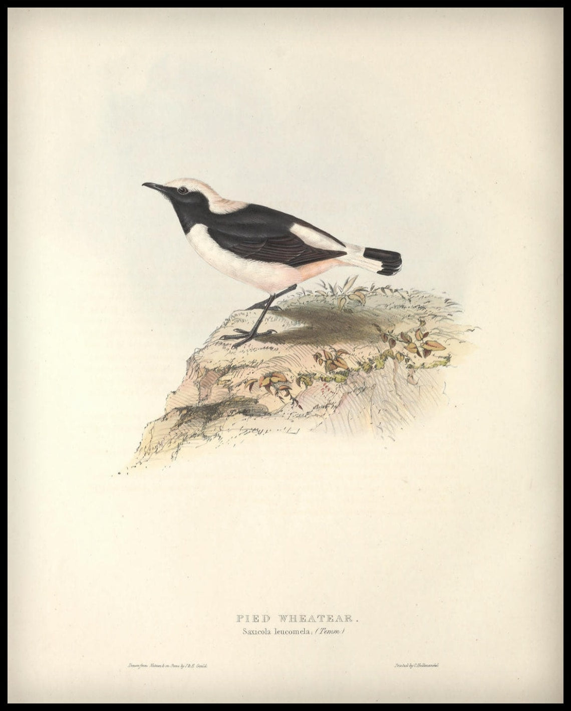 Affiche Saxicola Leucomela