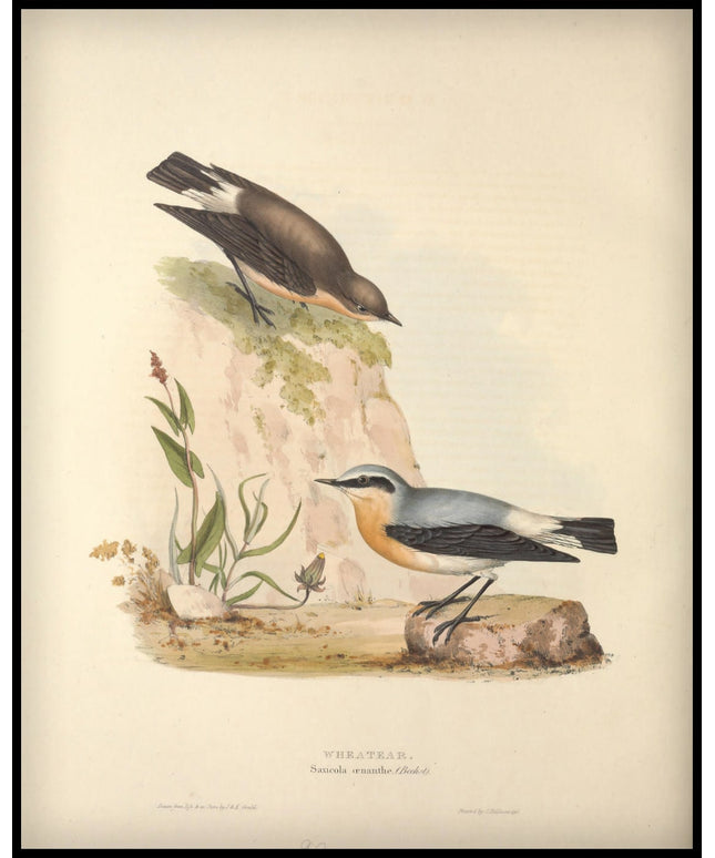Saxicola Oenanthe Poster
