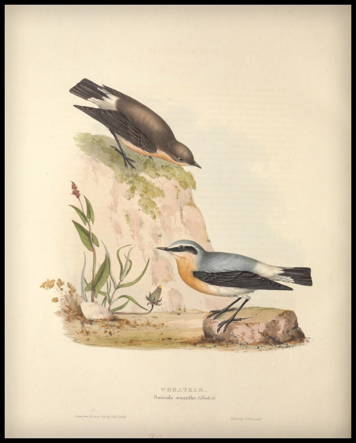 Affiche Saxicola Oenanthe