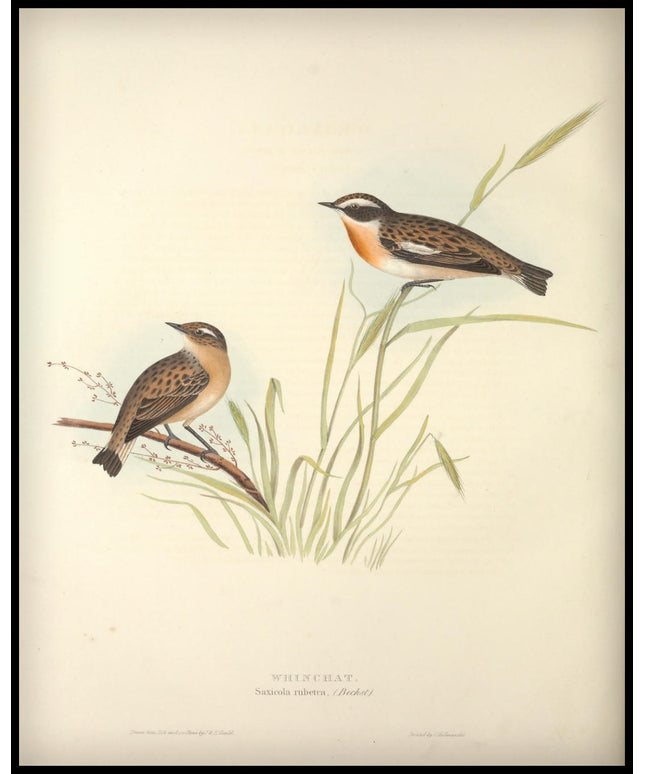 Saxicola Rubetra Poster