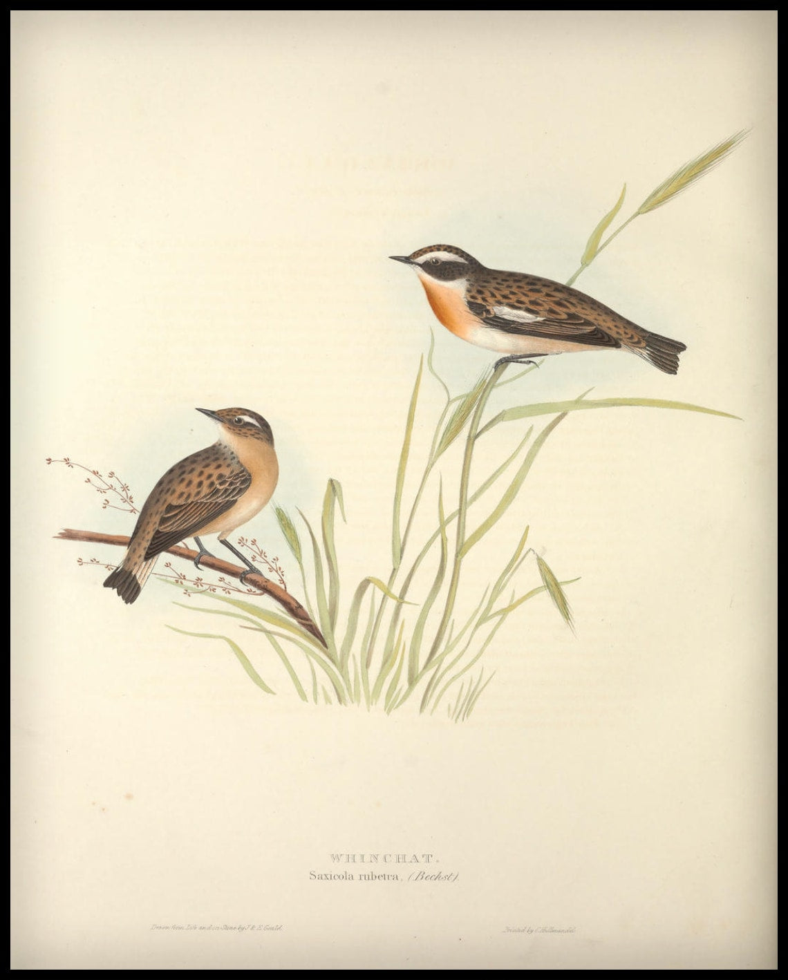 Affiche Saxicola Rubetra