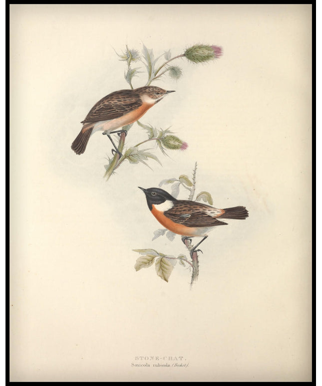 Saxicola Rubicola Poster