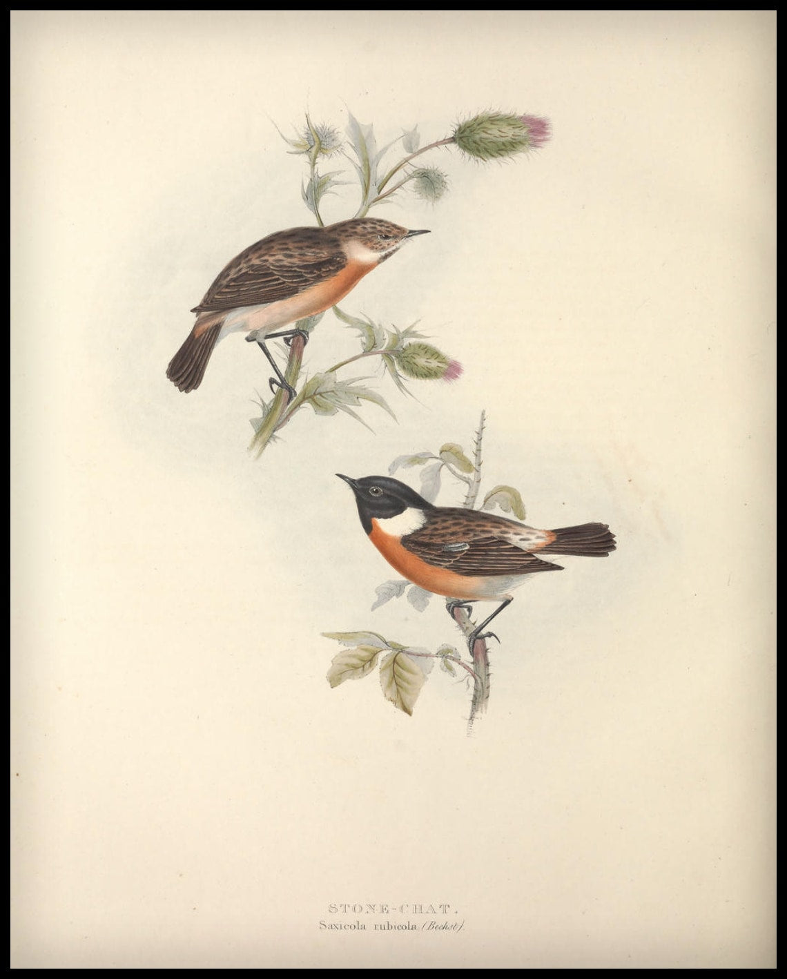 Affiche Saxicola Rubicola