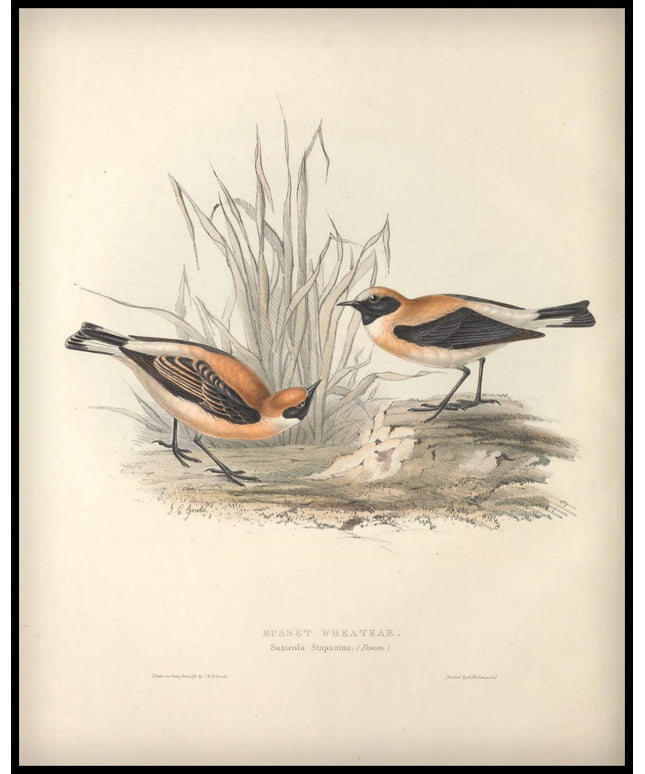 Saxicola Stapazina Poster