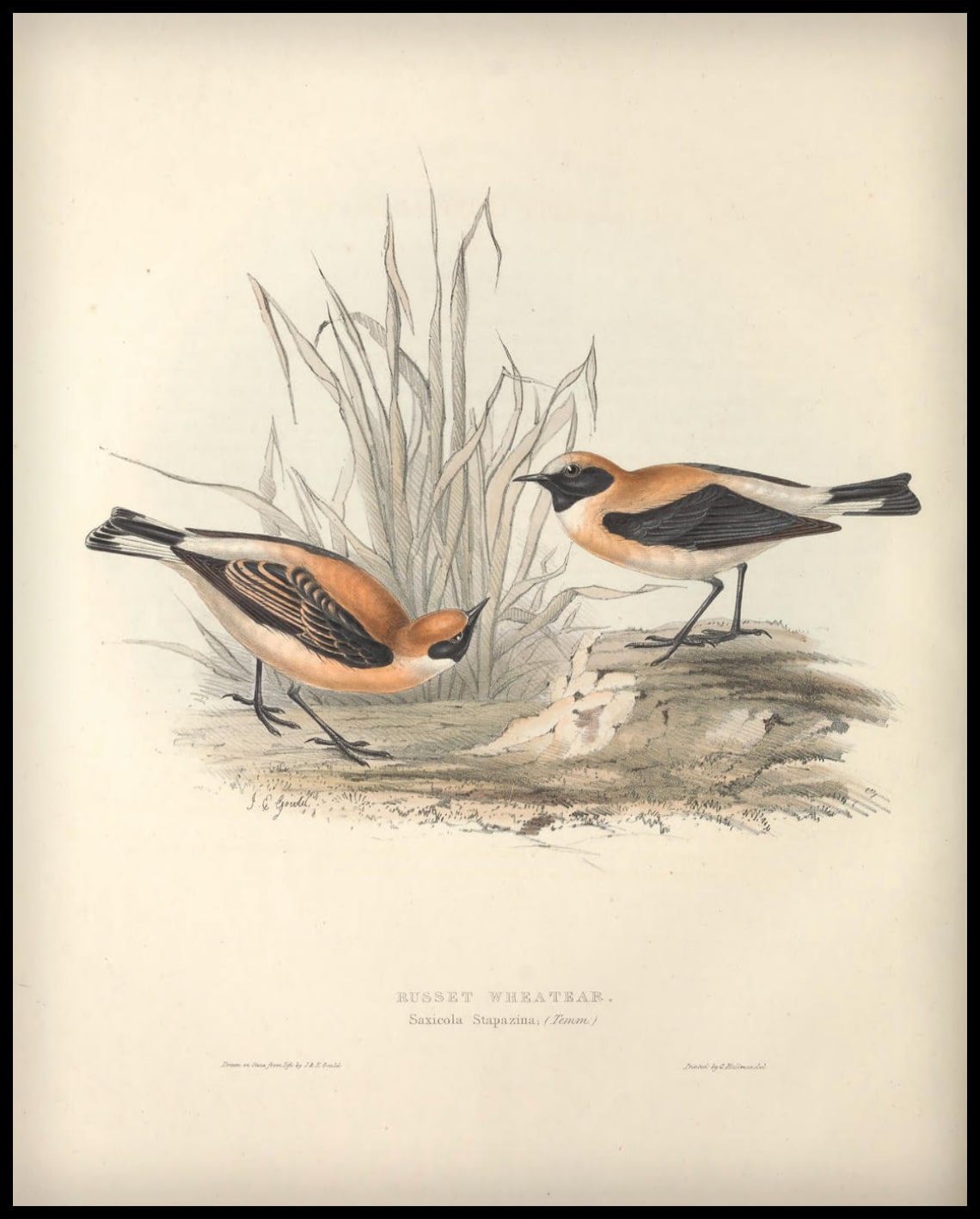 Affiche Saxicola Stapazina