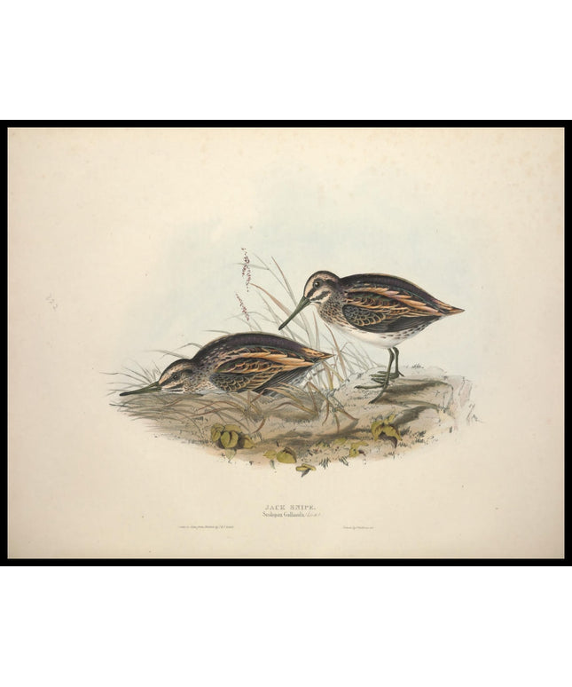 Scolopax Gallinula Poster