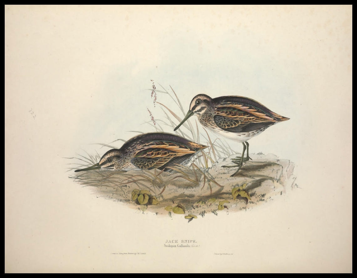 Affiche Scolopax Gallinula