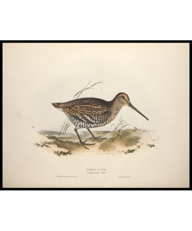 Scolopax Major Poster