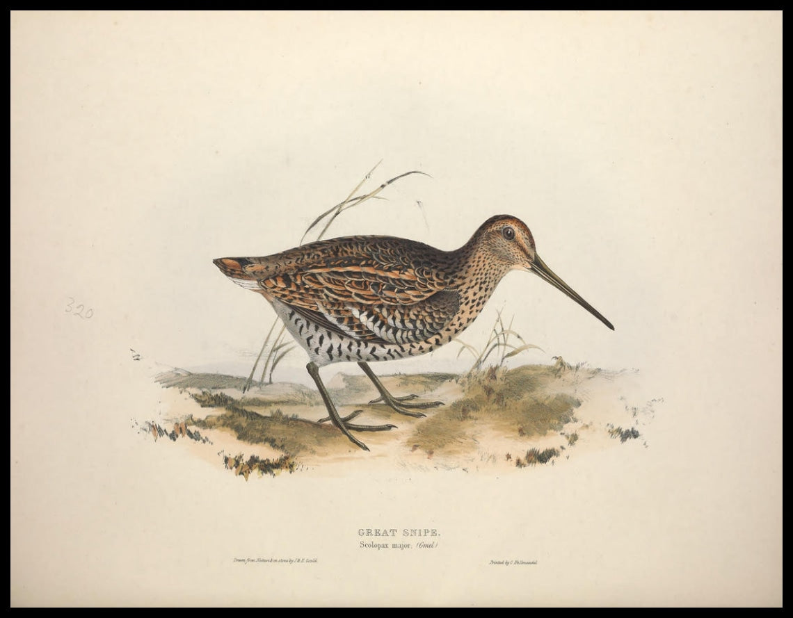 Affiche Scolopax Major
